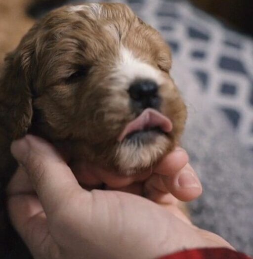 Charlotte Dog Club Puppies For Sale Charlotte, NC