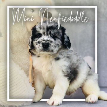 Charlotte Dog Club | Puppies For Sale | Charlotte, NC