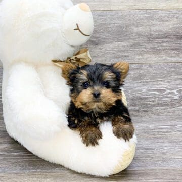 gun dogs for sale yorkshire