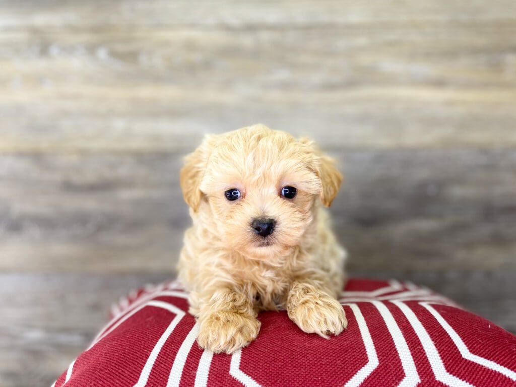 Maltipoo Puppies For Sale Charlotte, NC Charlotte Dog Club