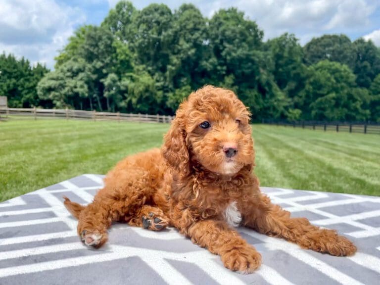 Mini Goldendoodle Puppies For Sale Charlotte, NC Charlotte Dog Club