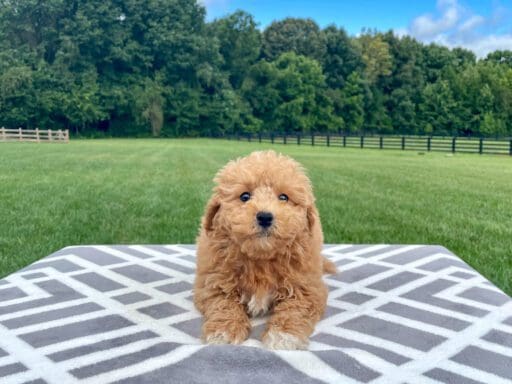 Maltipoo Puppies For Sale Charlotte, NC Charlotte Dog Club