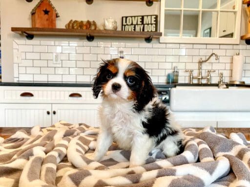 Cavalier King Charles Spaniel Puppies For Sale Charlotte, NC