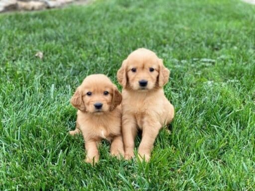 Golden Retriever