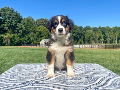 puppies for sale near me under $150