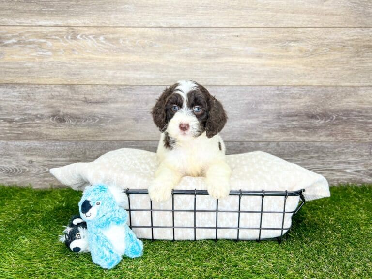 Puppies For Sale Charlotte, NC Charlotte Dog Club