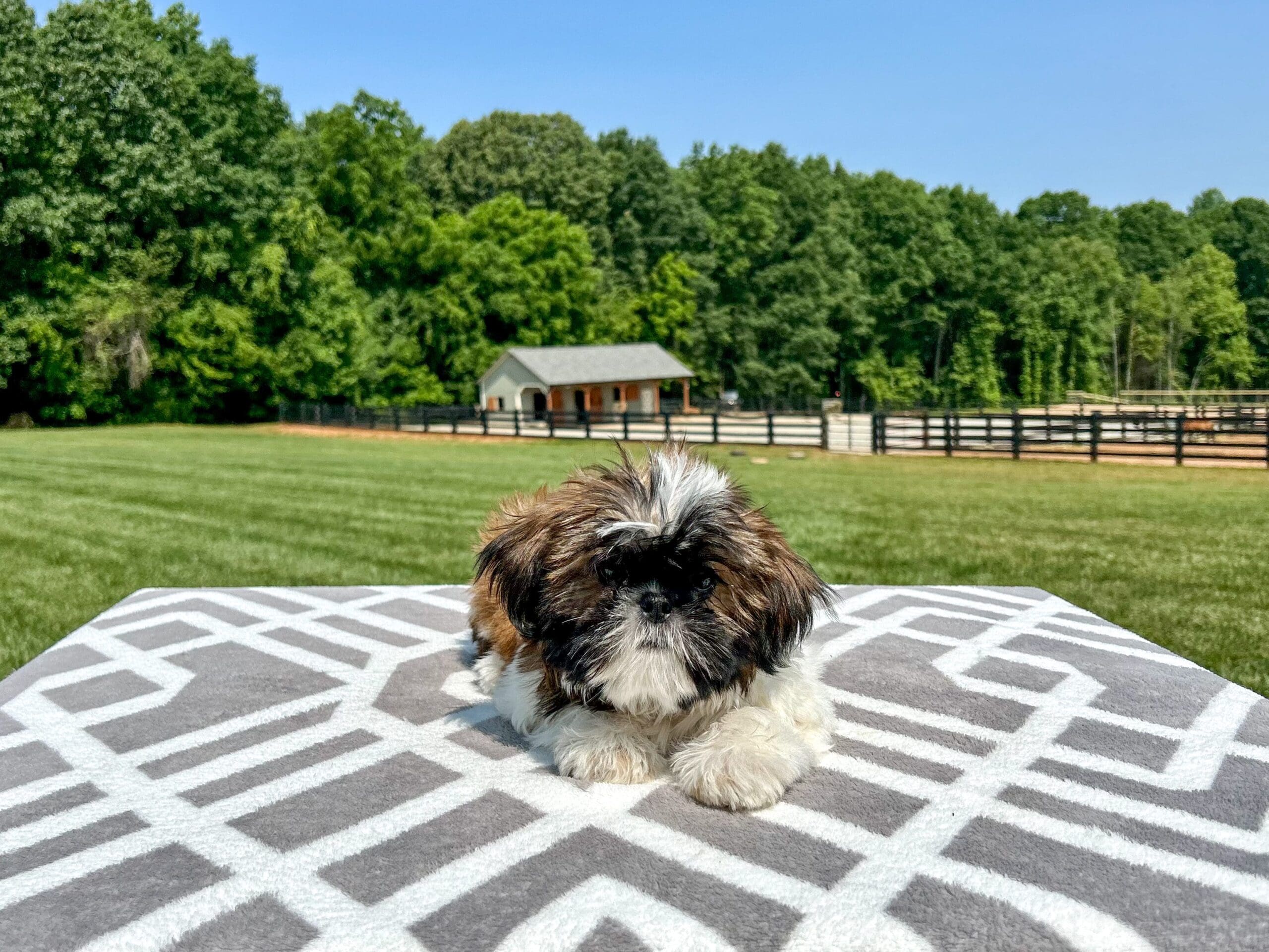 Puppies For Sale | Charlotte, NC | Charlotte Dog Club