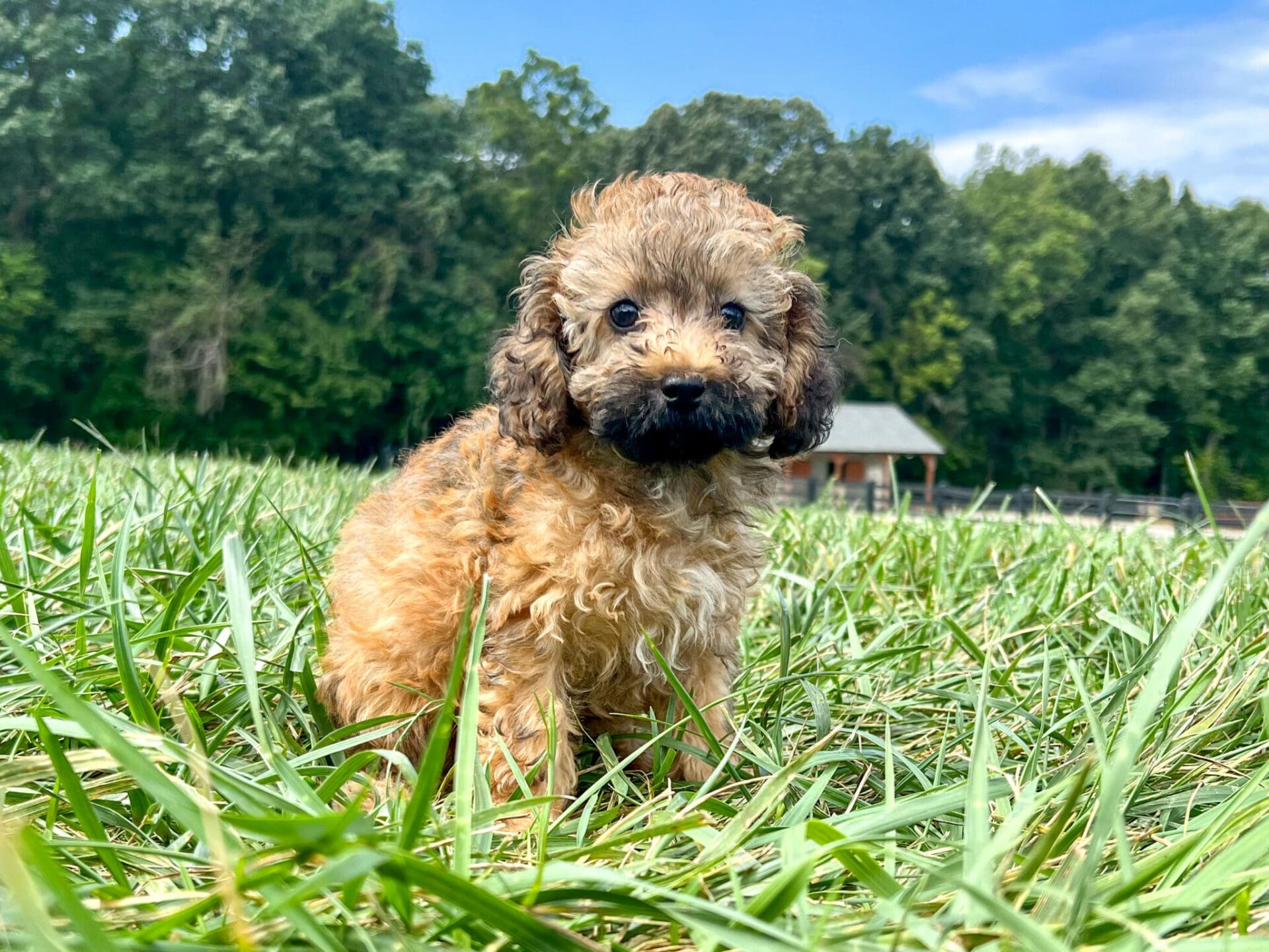 Maltipoo Puppies For Sale Charlotte, NC Charlotte Dog Club