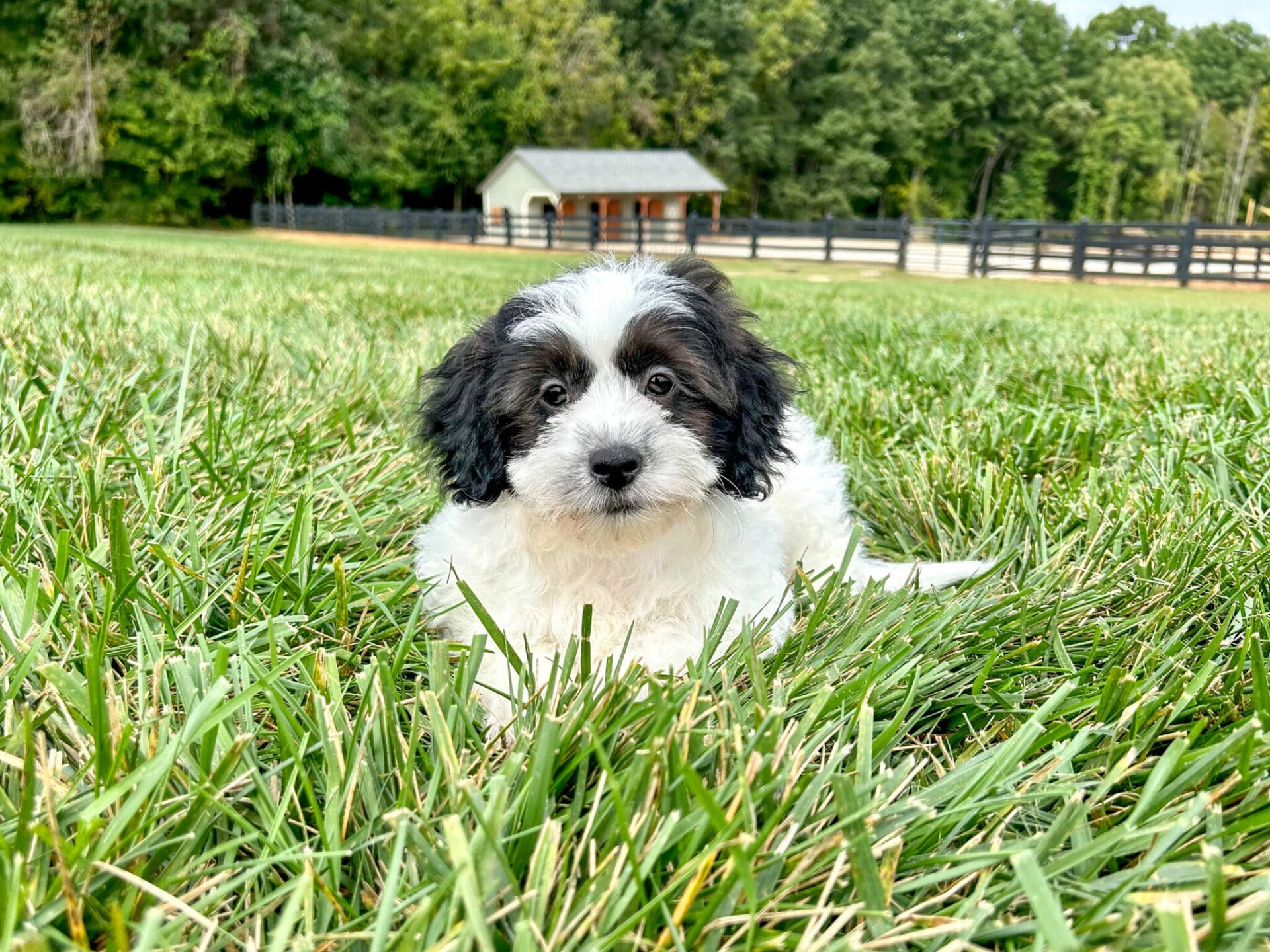 Small Dogs For Sale In Charlotte Nc