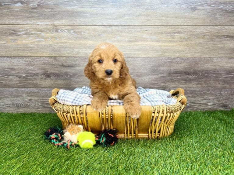 Mini Goldendoodle Puppies For Sale Charlotte, NC Charlotte Dog Club