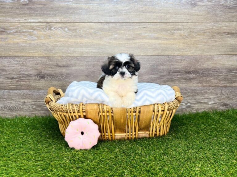 Puppies For Sale Charlotte, NC Charlotte Dog Club