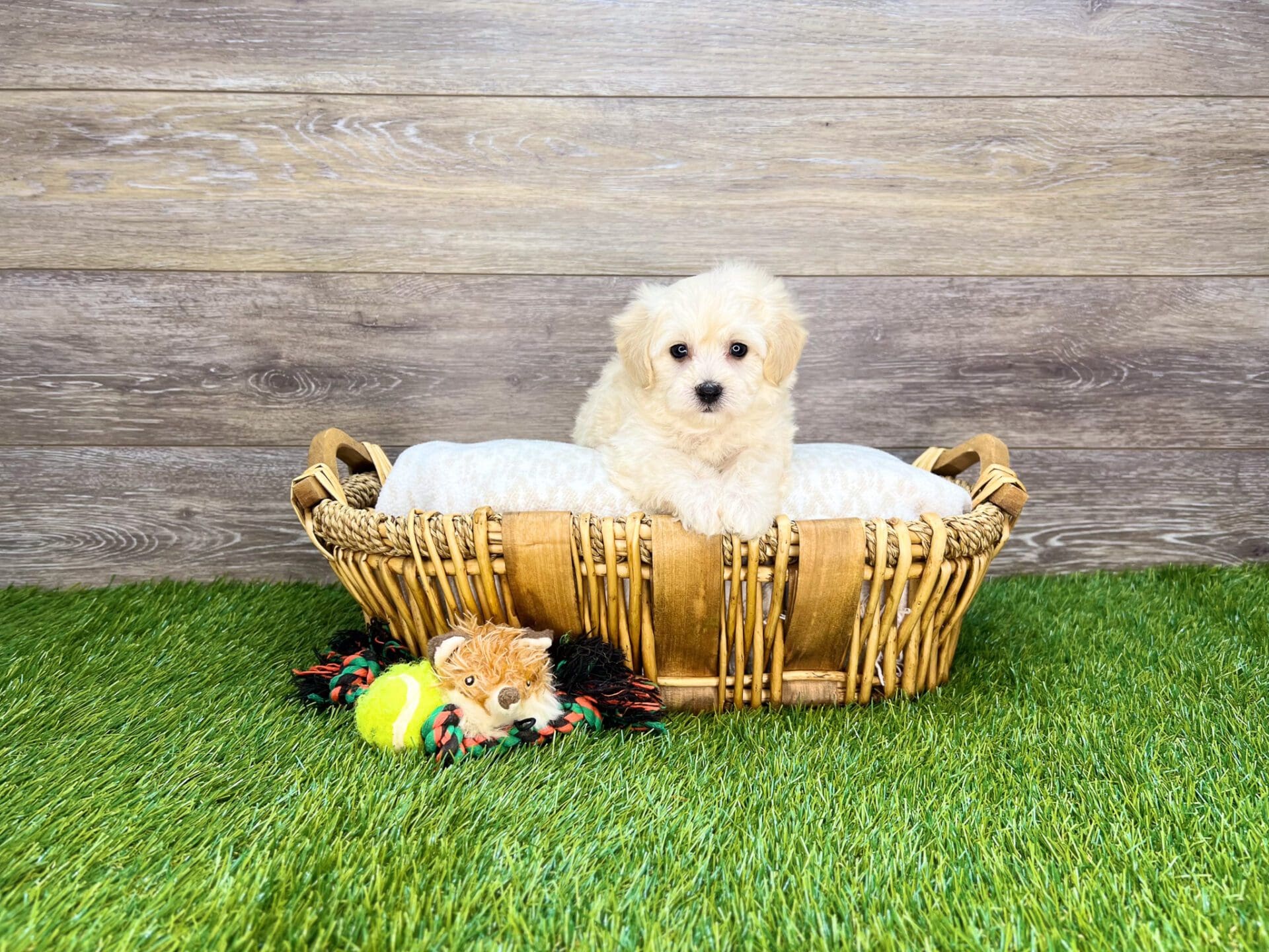 Puppies For Sale Charlotte, NC Charlotte Dog Club
