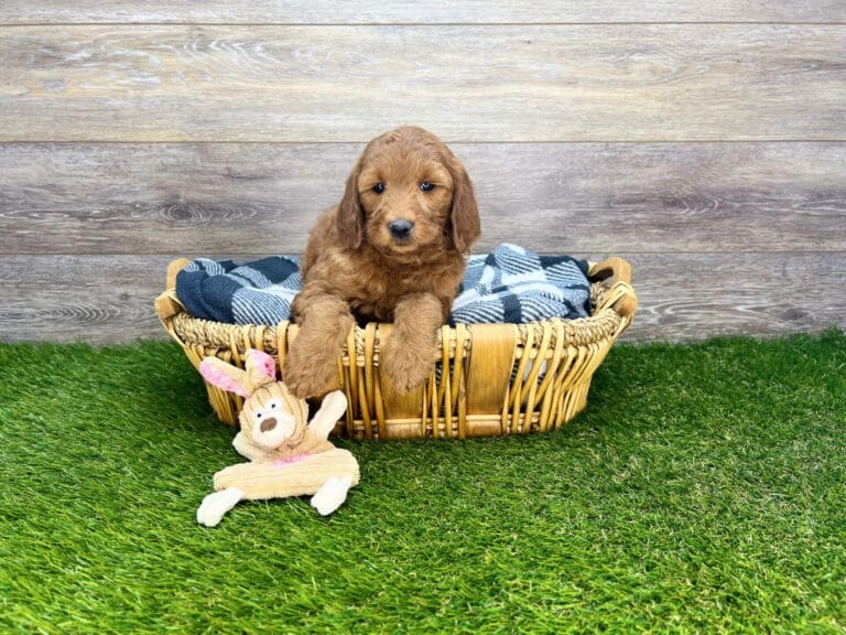 Mini Goldendoodle Puppies For Sale Charlotte, NC Charlotte Dog Club