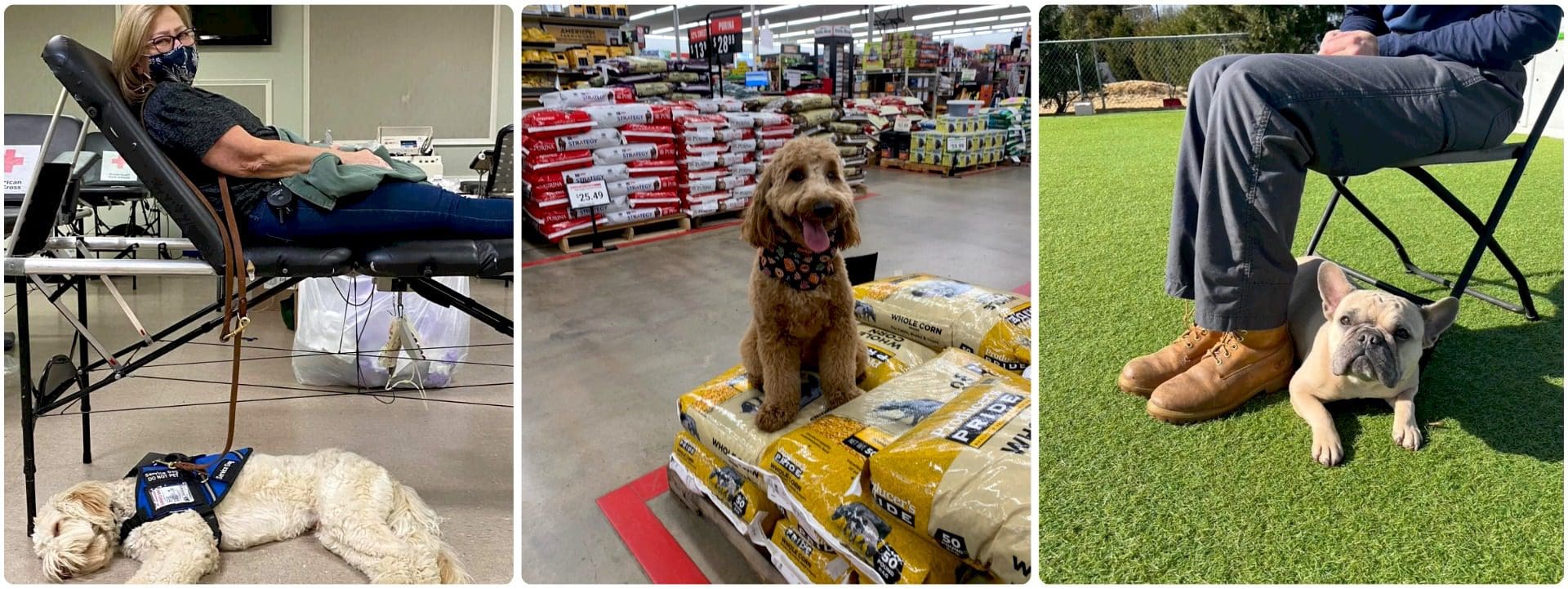 Service/Therapy Training - Charlotte Dog Club