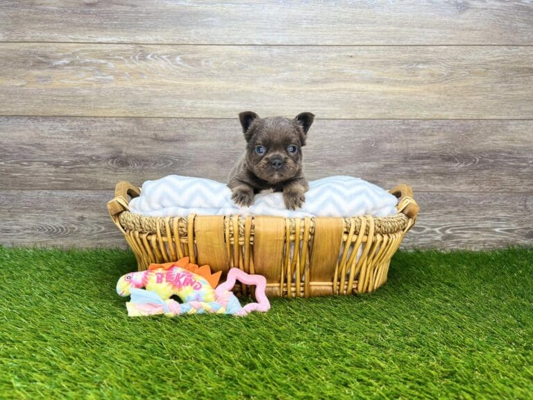 French Bulldog Puppies For Sale Charlotte, NC Charlotte Dog Club