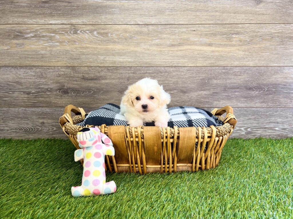 Teddy Bear Puppies for Sale Charlotte, NC Charlotte, NC