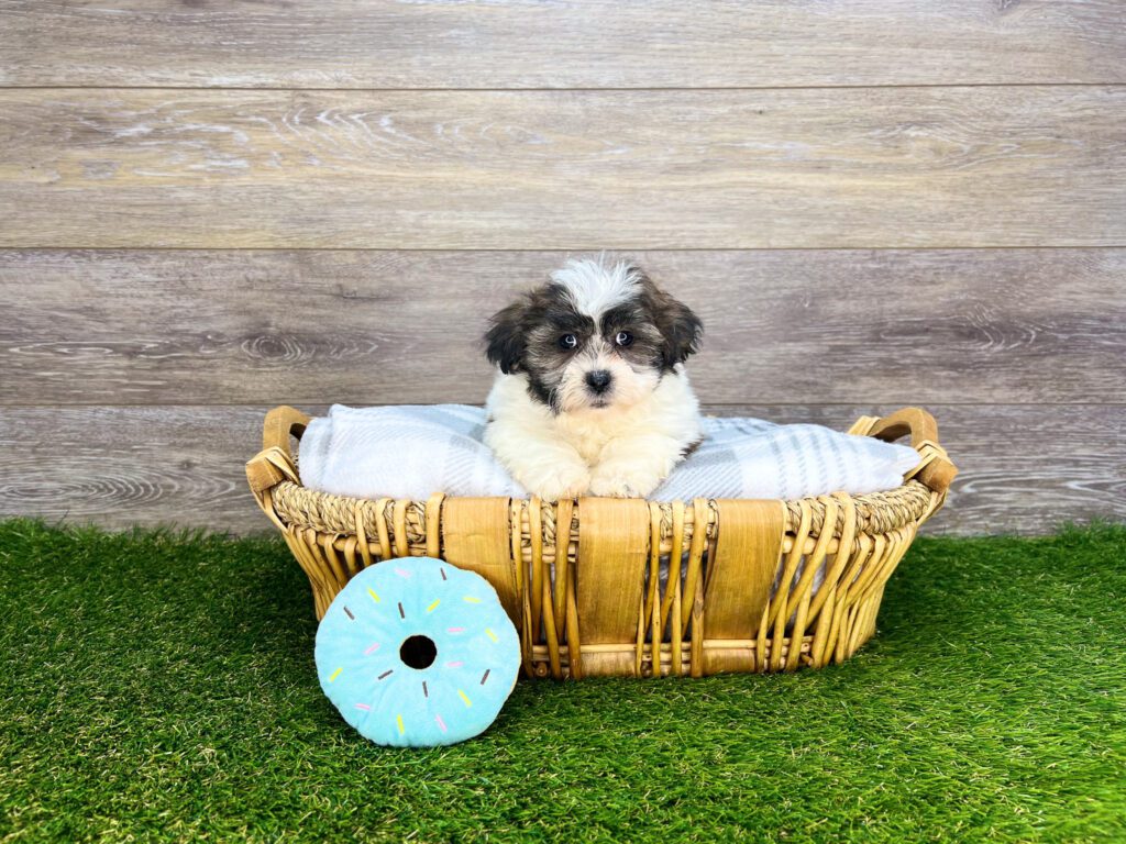 Teddy Bear Puppies for Sale Charlotte, NC Charlotte, NC