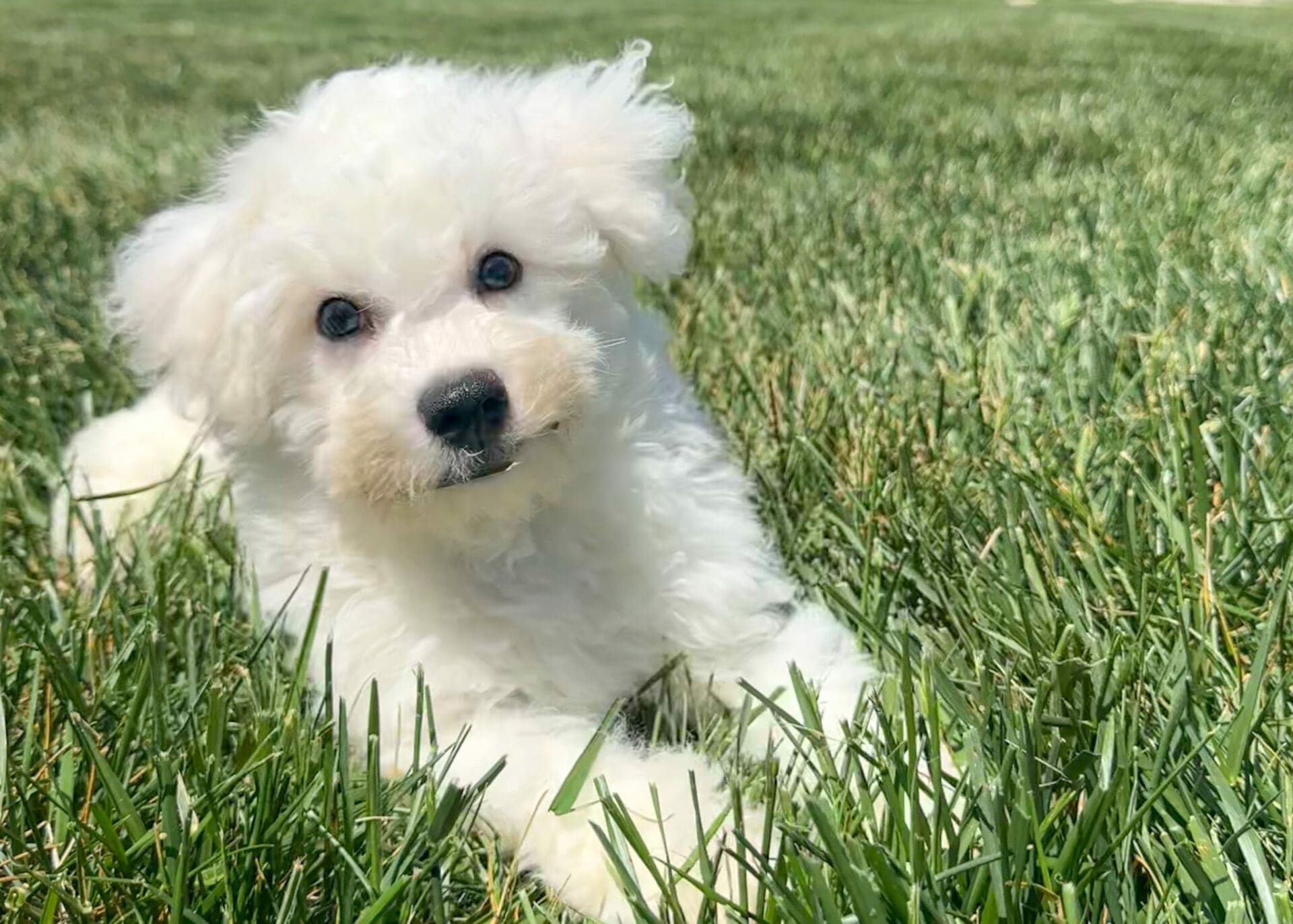 Puppies For Sale Charlotte, NC Charlotte Dog Club