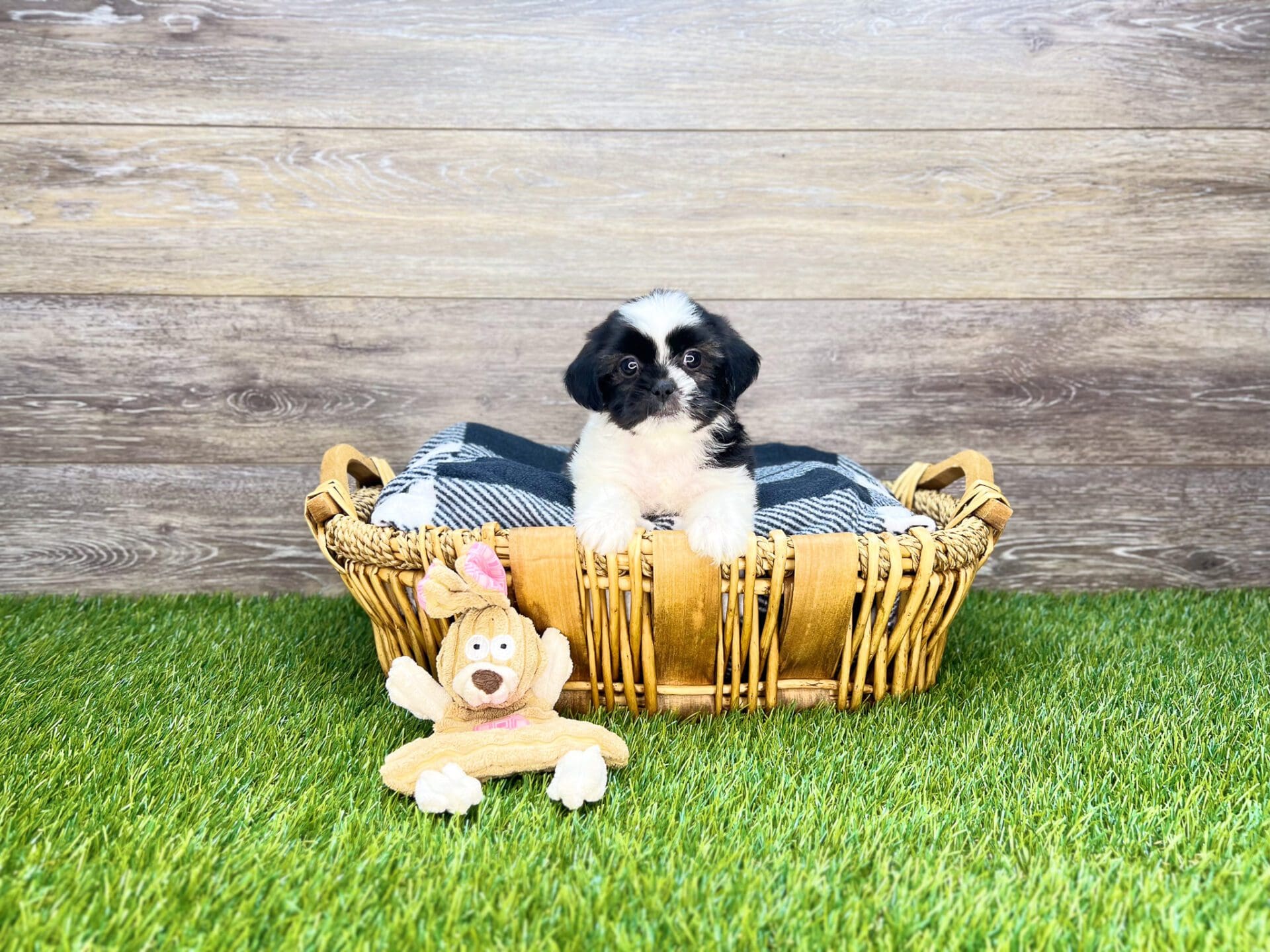 Teddy Bear Puppies for Sale Charlotte, NC Charlotte, NC