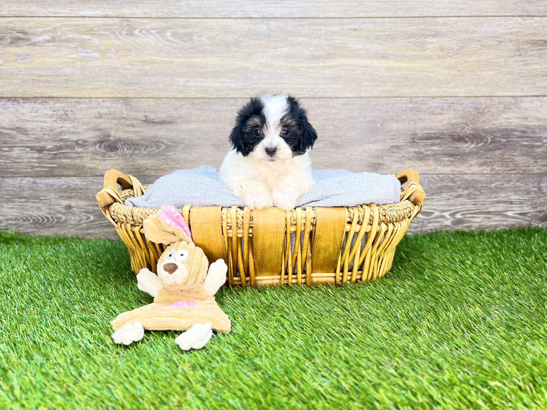 Puppies For Sale | Charlotte, NC | Charlotte Dog Club