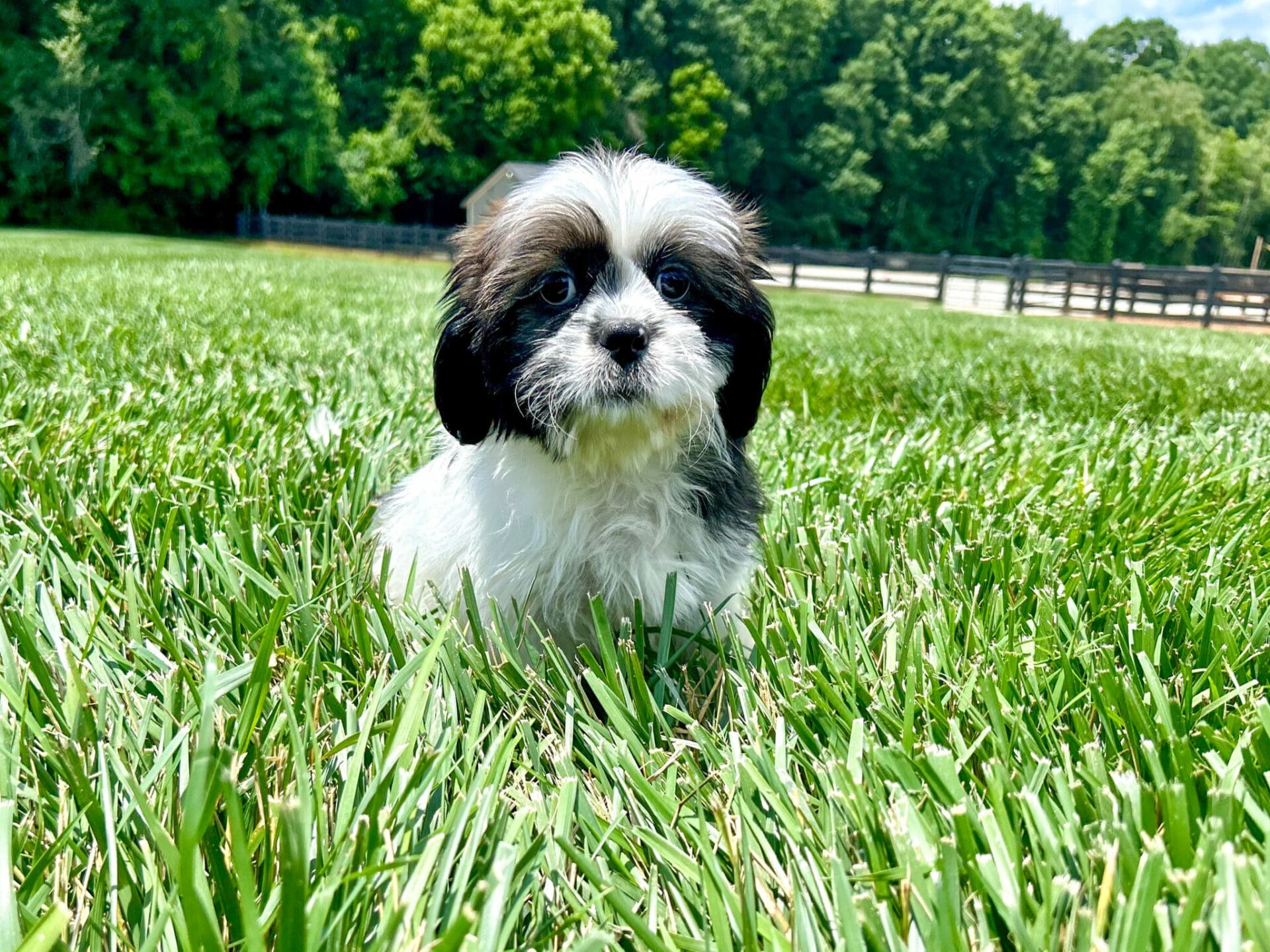 Puppies For Sale Charlotte, NC Charlotte Dog Club
