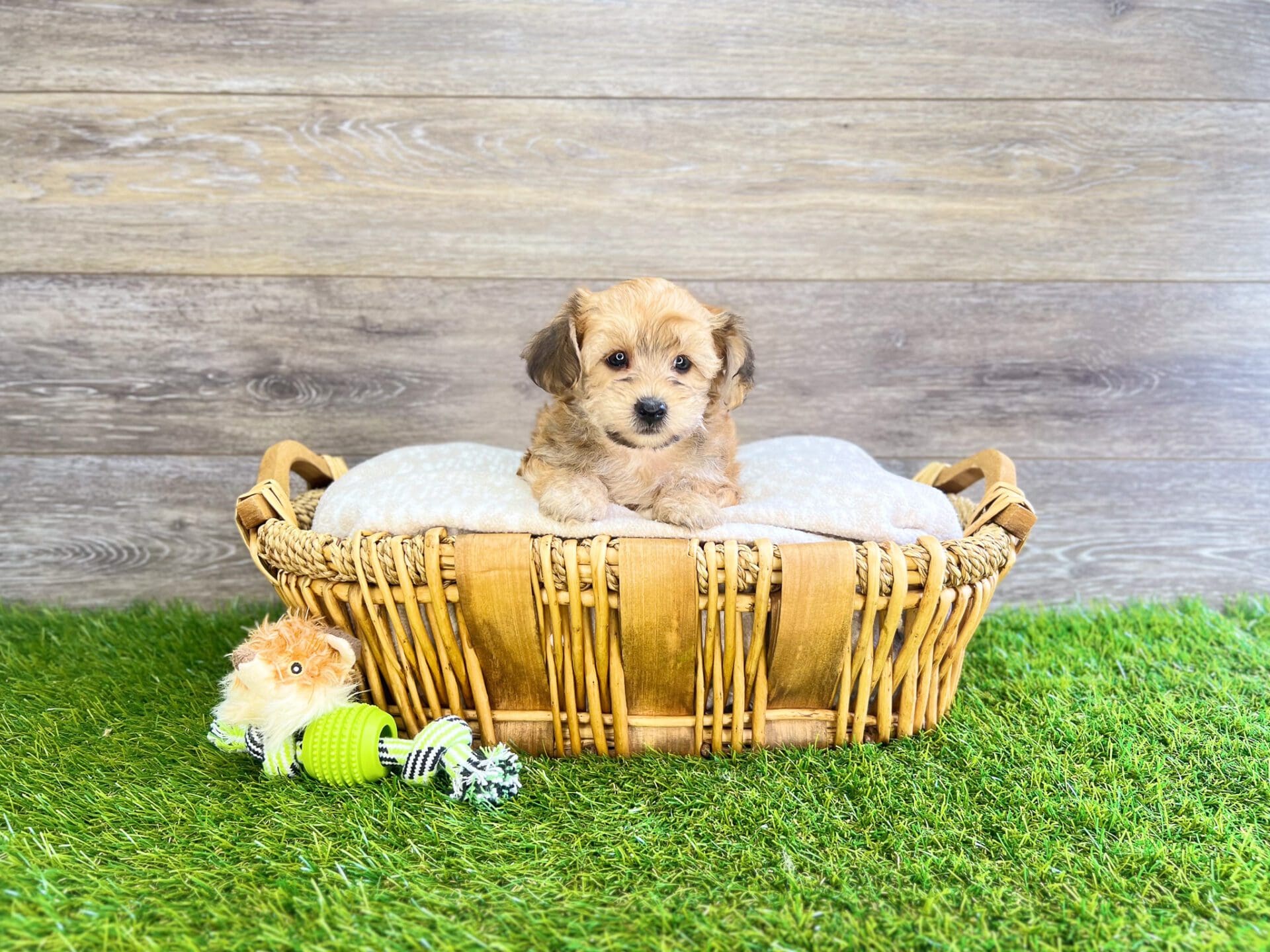Puppies For Sale Charlotte, NC Charlotte Dog Club
