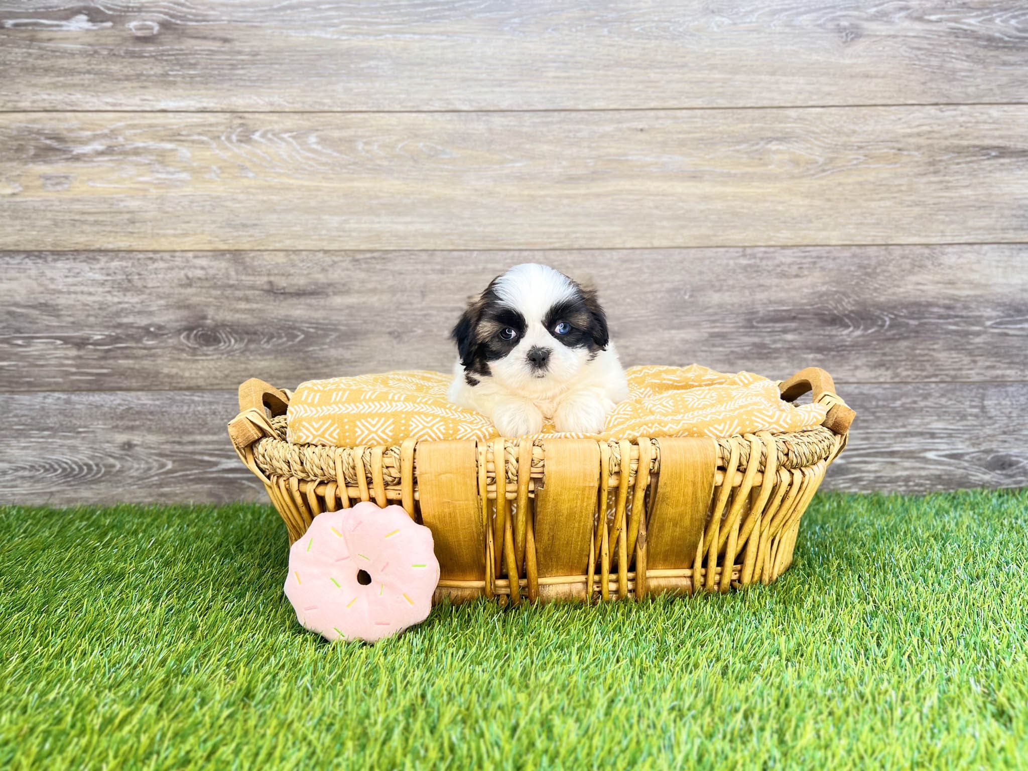 Shih Tzu Puppies For Sale Charlotte, NC Charlotte Dog Club