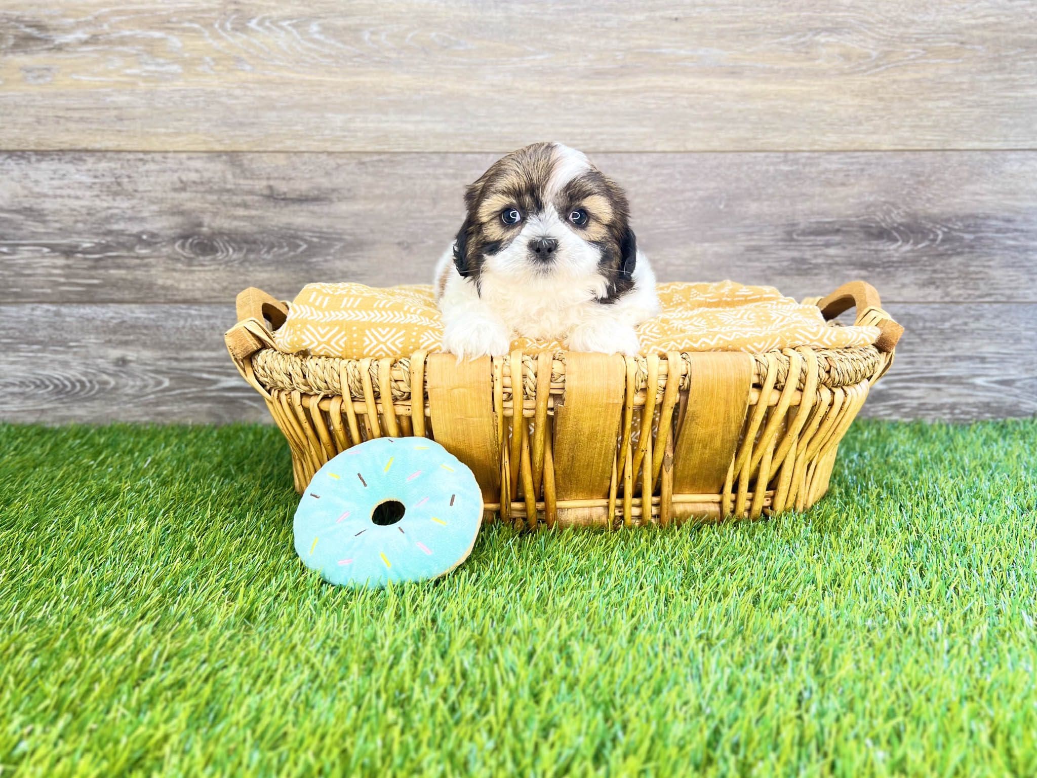 Shih Tzu Puppies For Sale Charlotte, NC Charlotte Dog Club