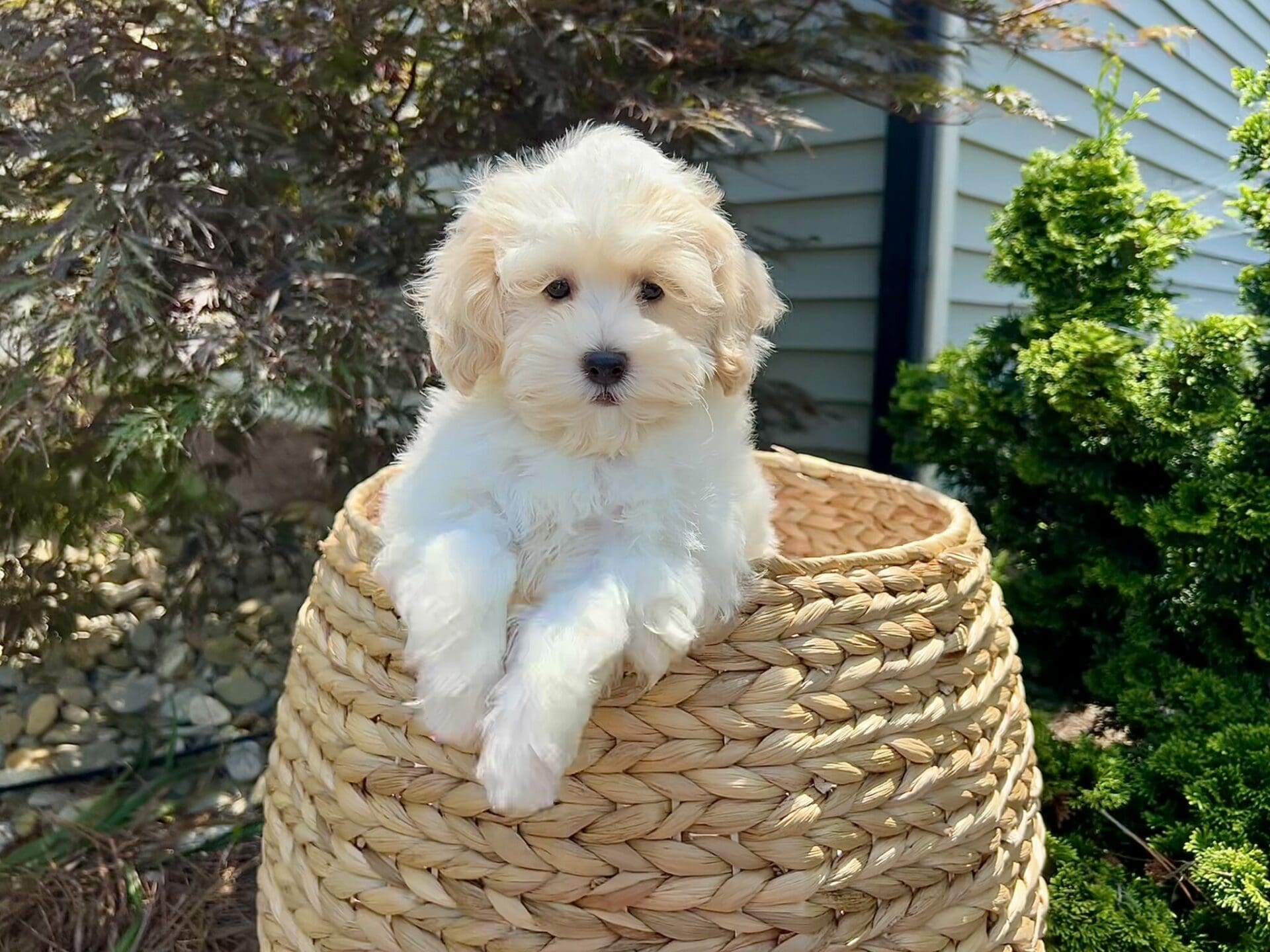 Maltipoo Puppies For Sale Charlotte, NC Charlotte Dog Club