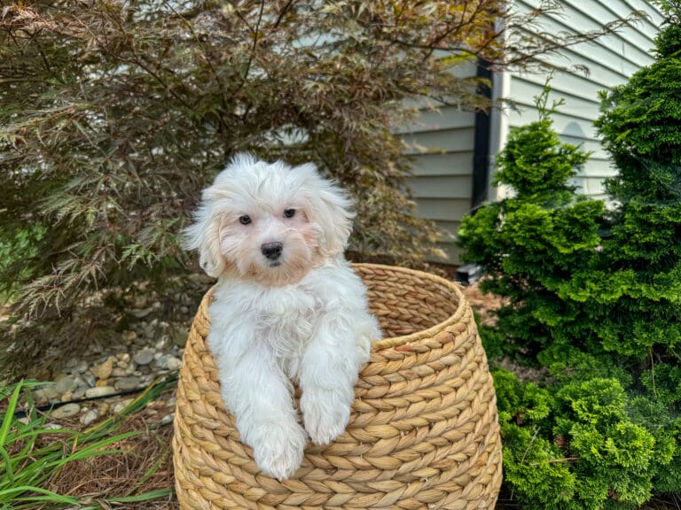 Maltipoo Puppies For Sale Charlotte, NC Charlotte Dog Club