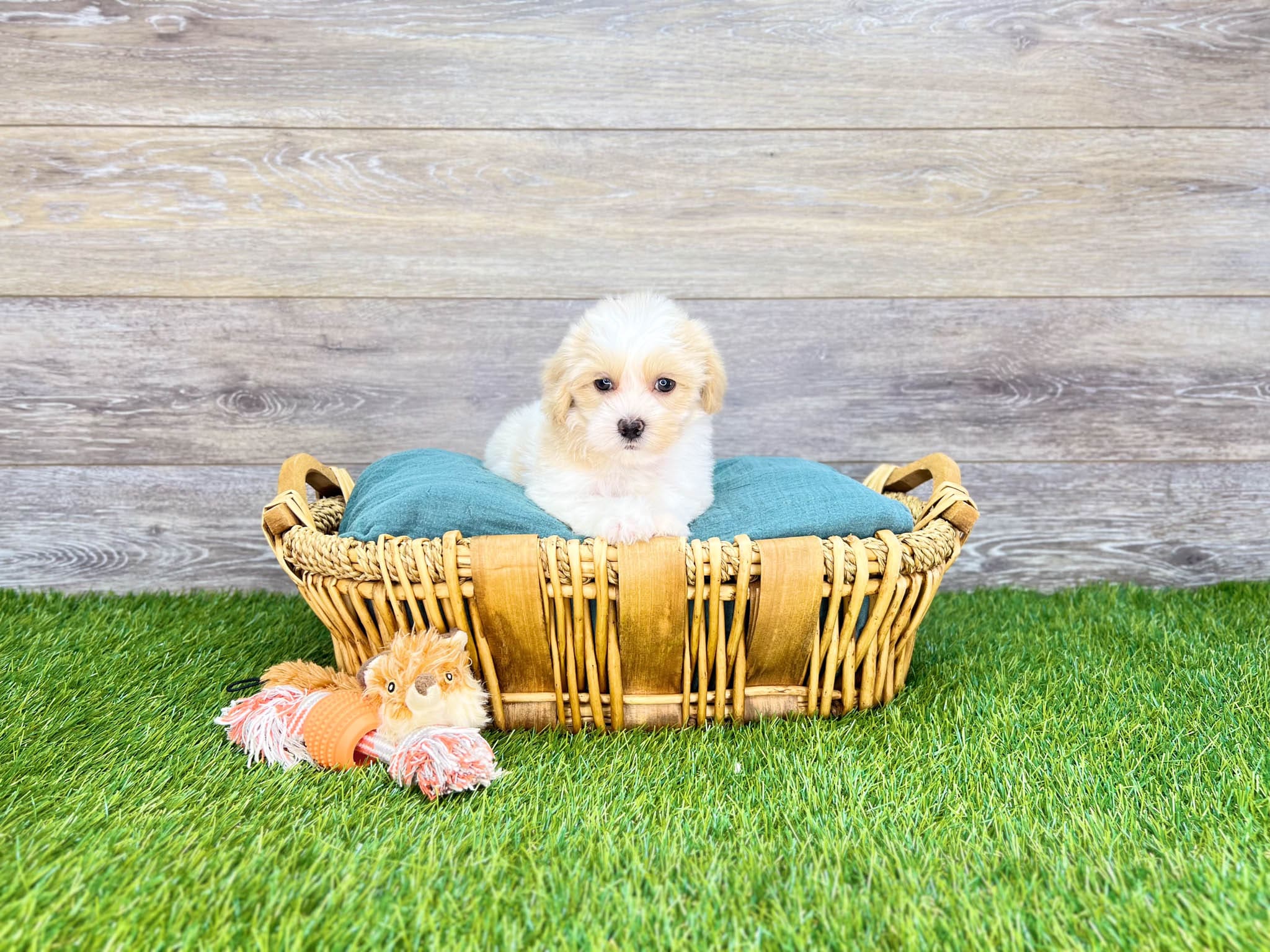 Maltipoo Puppies For Sale Charlotte, NC Charlotte Dog Club