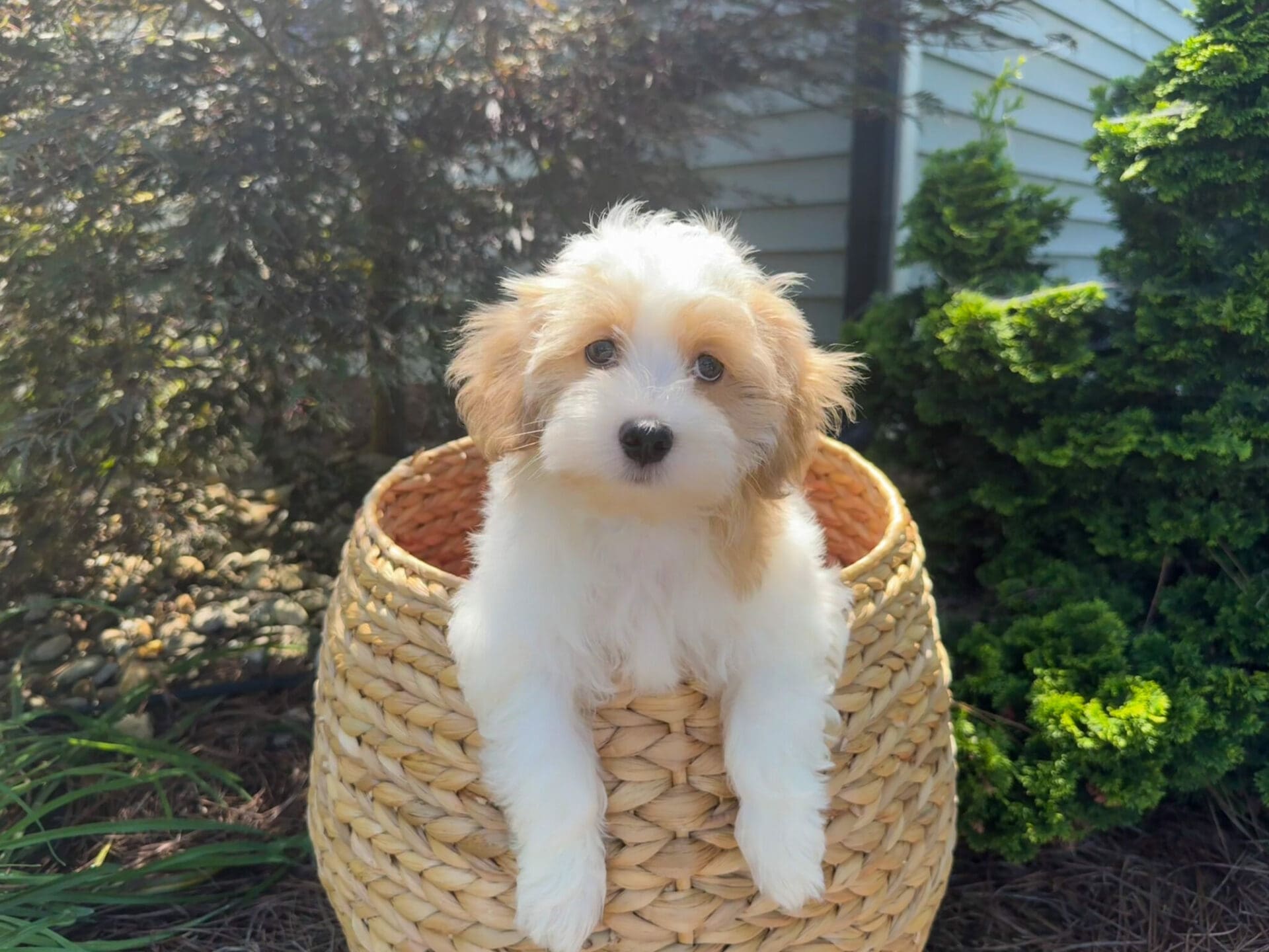 Maltipoo Puppies For Sale Charlotte, NC Charlotte Dog Club