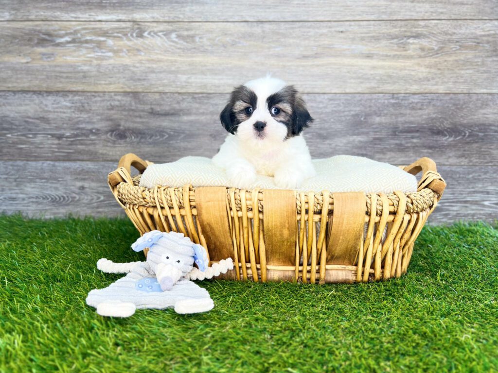 Teddy Bear Puppies for Sale Charlotte, NC Charlotte, NC