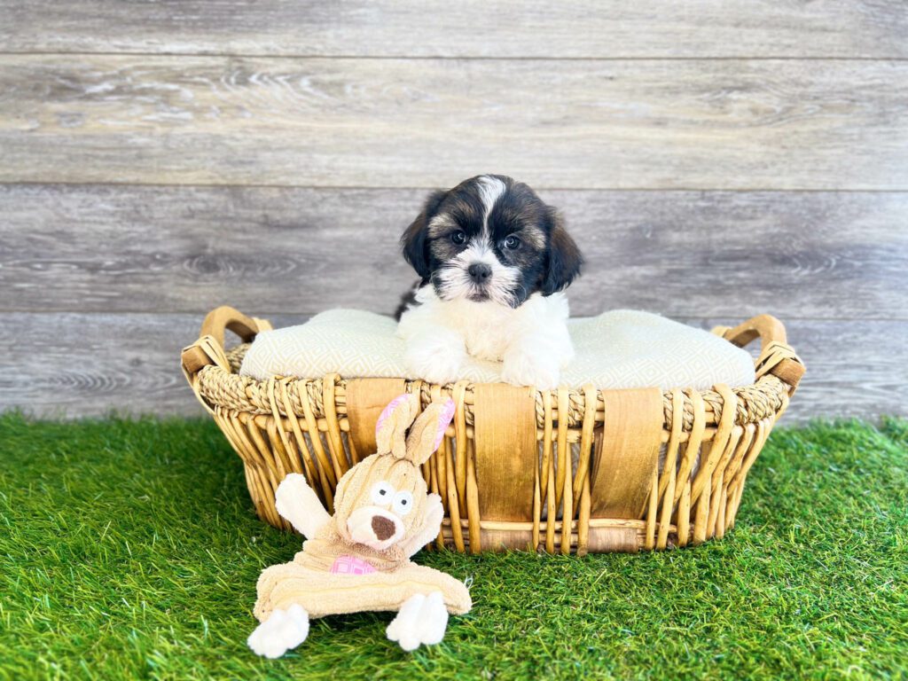 Teddy Bear Puppies for Sale Charlotte, NC Charlotte, NC