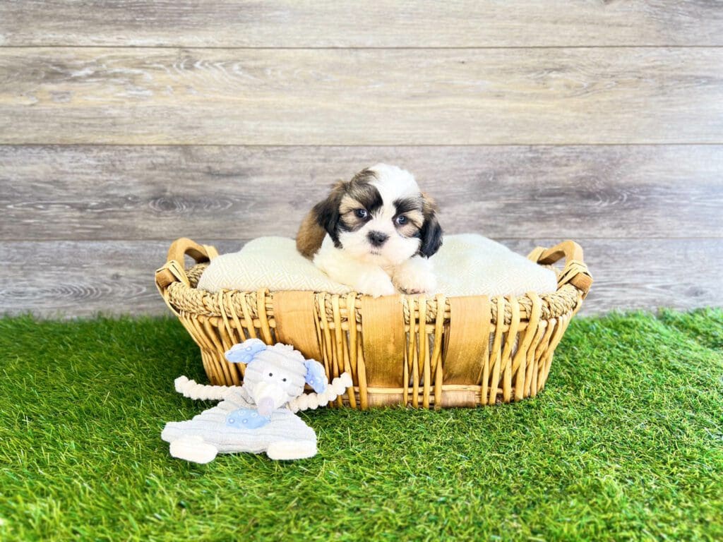 Teddy Bear Puppies for Sale Charlotte, NC Charlotte, NC