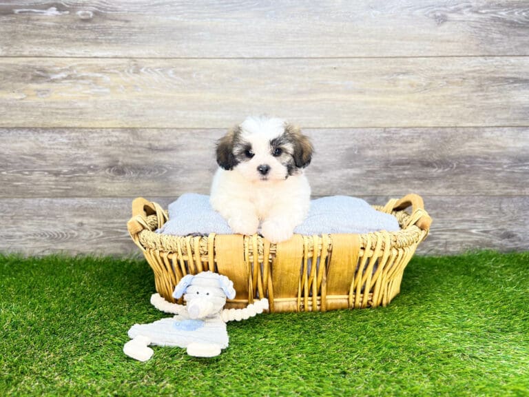 Teddy Bear Puppies for Sale Charlotte, NC Charlotte, NC