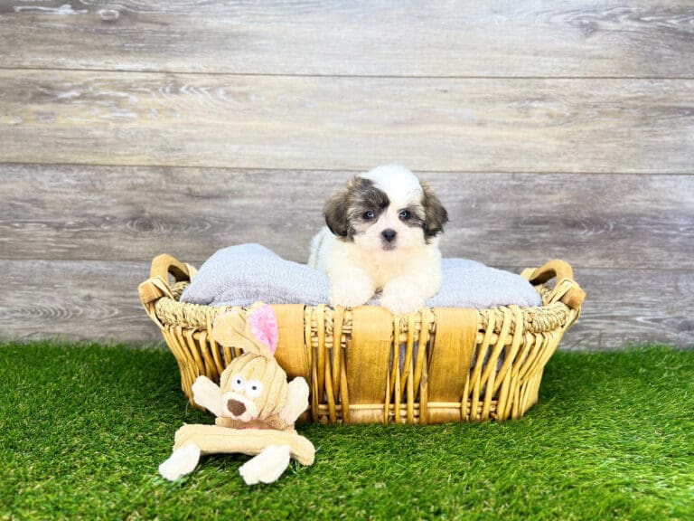 Teddy Bear Puppies for Sale Charlotte, NC Charlotte, NC