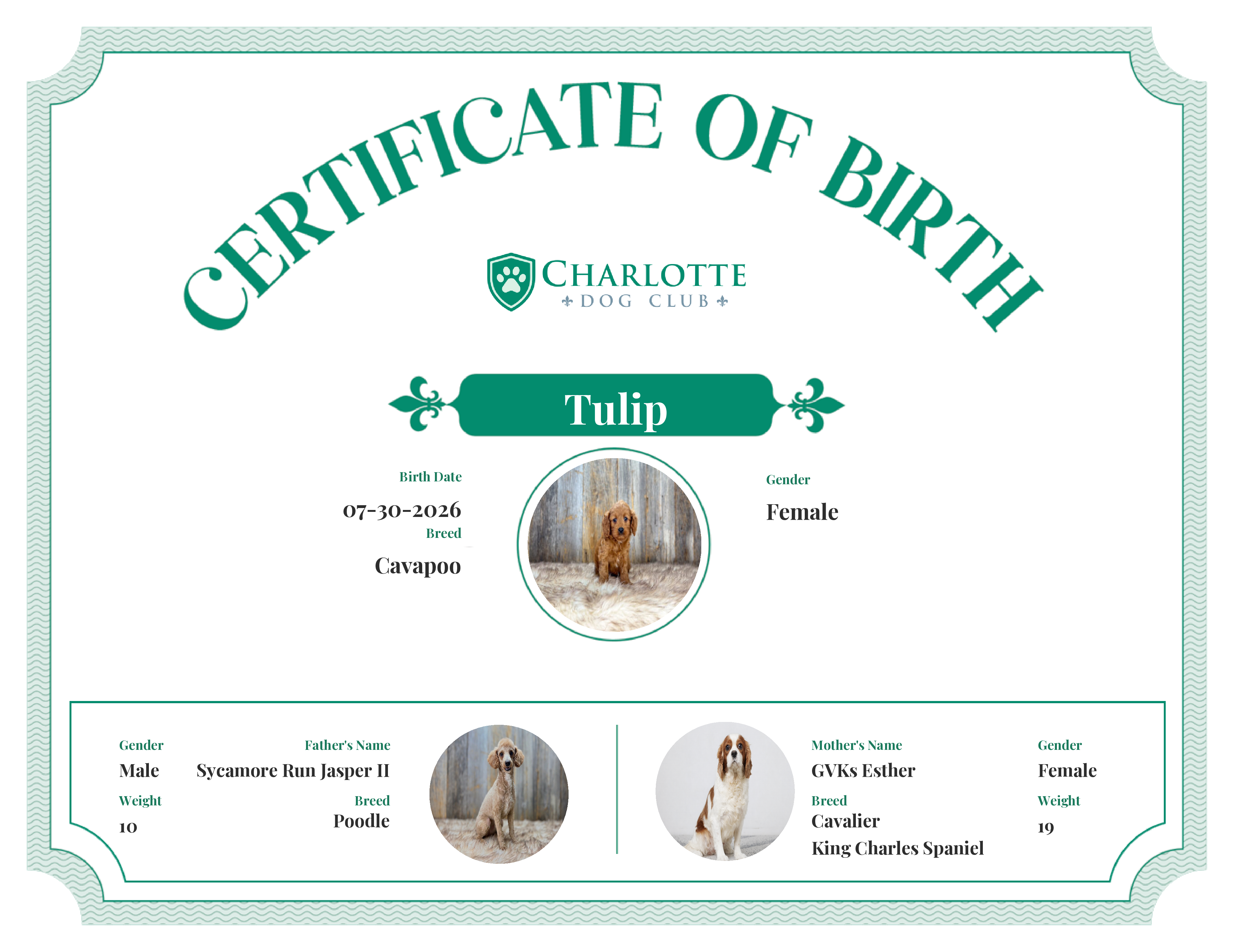 Tulip's Birth Certificate