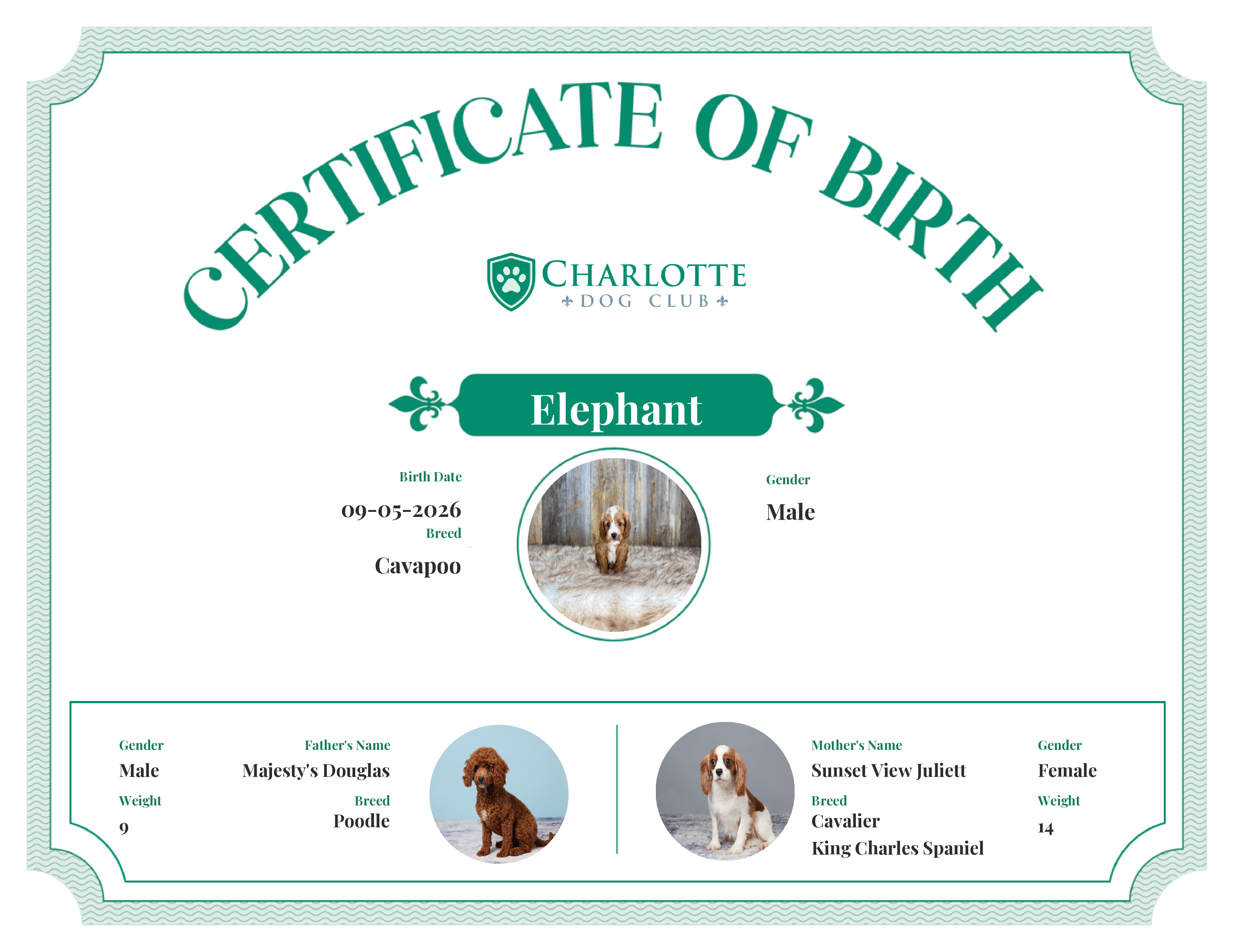 Elephant's Birth Certificate